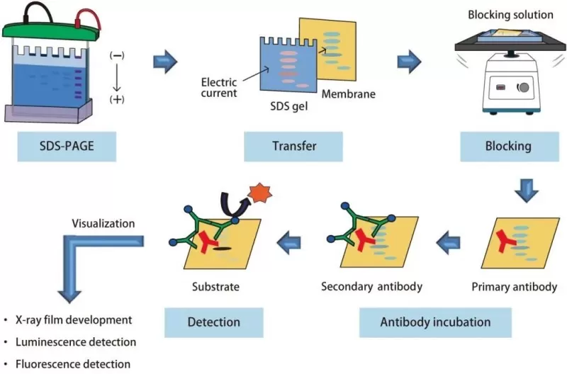 The workflow of western blot experiment